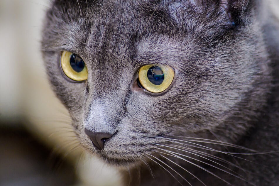 Was sieht Deine Katze, das Du nicht siehst?