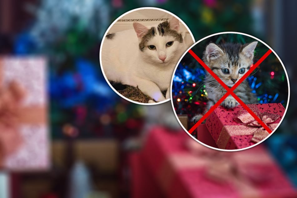 Parada de adopciones: Por eso en este refugio no hay actualmente mascotas peludas.