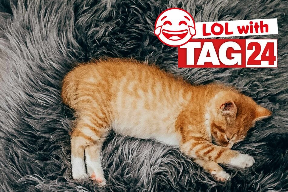 Joke of the Day for December 27, 2025: A cat funny for Caturday