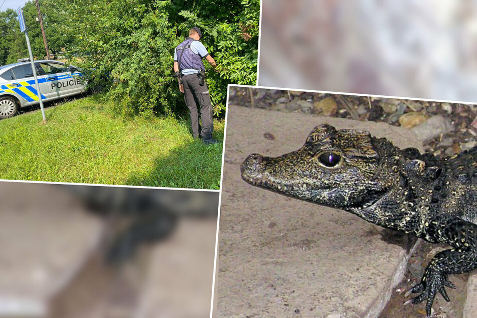 Krokodil-Alarm in Tschechien! Großstadt sucht nach entflohenem Reptil