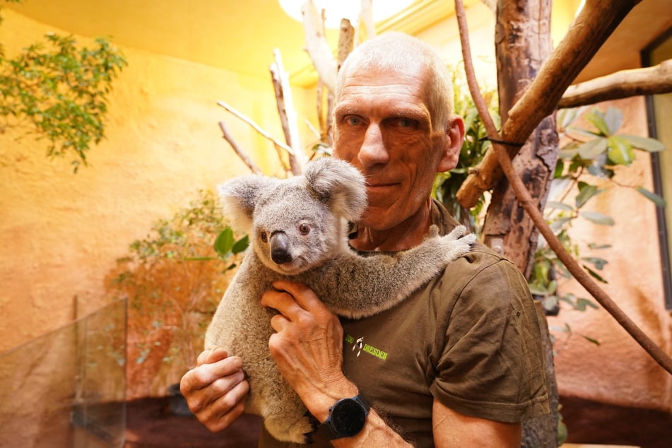 Koala-Weibchen "Kiri" verlässt den Zoo und zieht nach Duisburg um. Tierpfleger Olaf Lohnitz wird sie bei diesem großen Schritt begleiten.