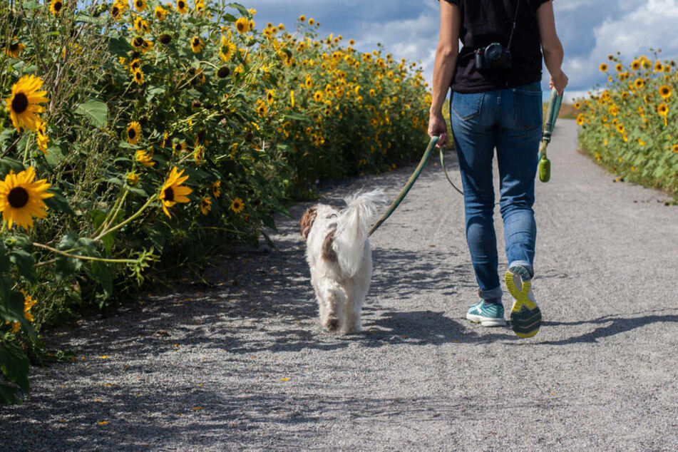 To prevent your dog from eating soil because it's bored, take it for more exciting walks.