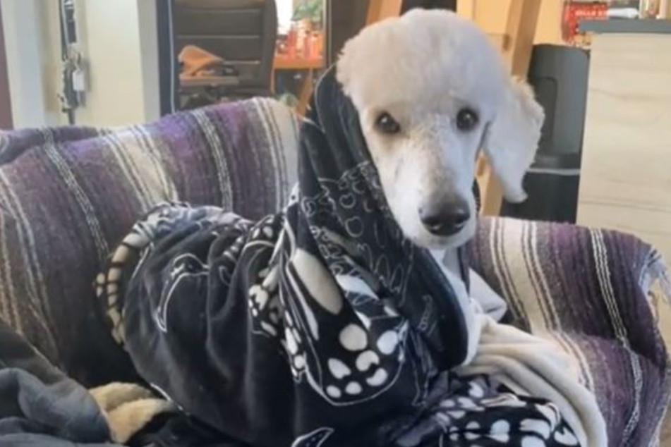 A poodle named Nova went through a huge transformation as she was dyed to look like a Dalmatian.