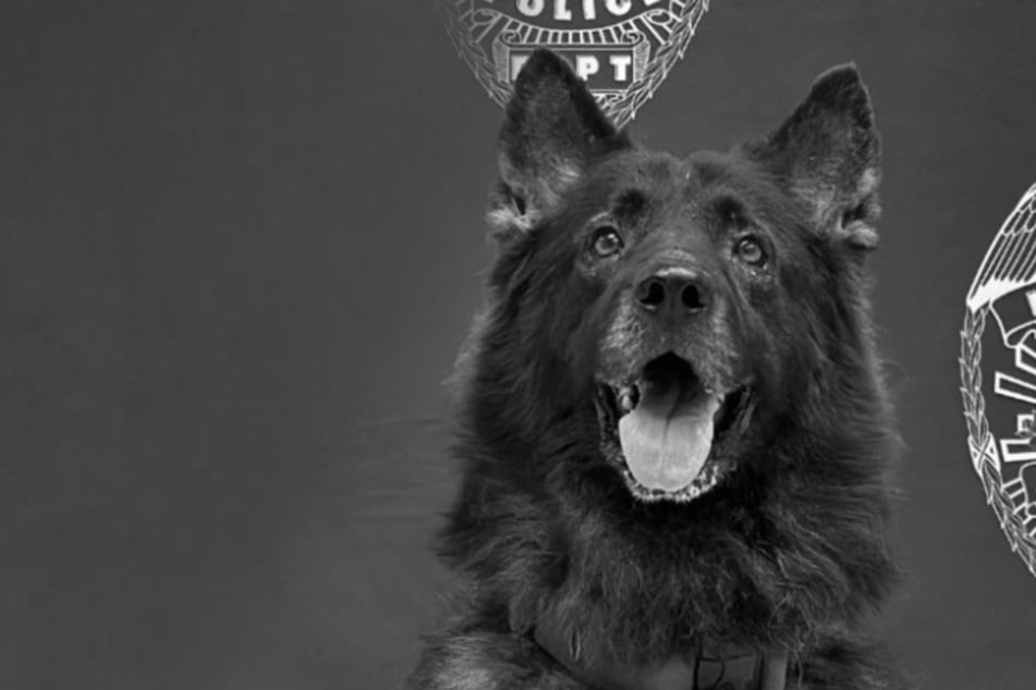 Policía deja al perro de servicio en el coche: el canino sufre una muerte por calor