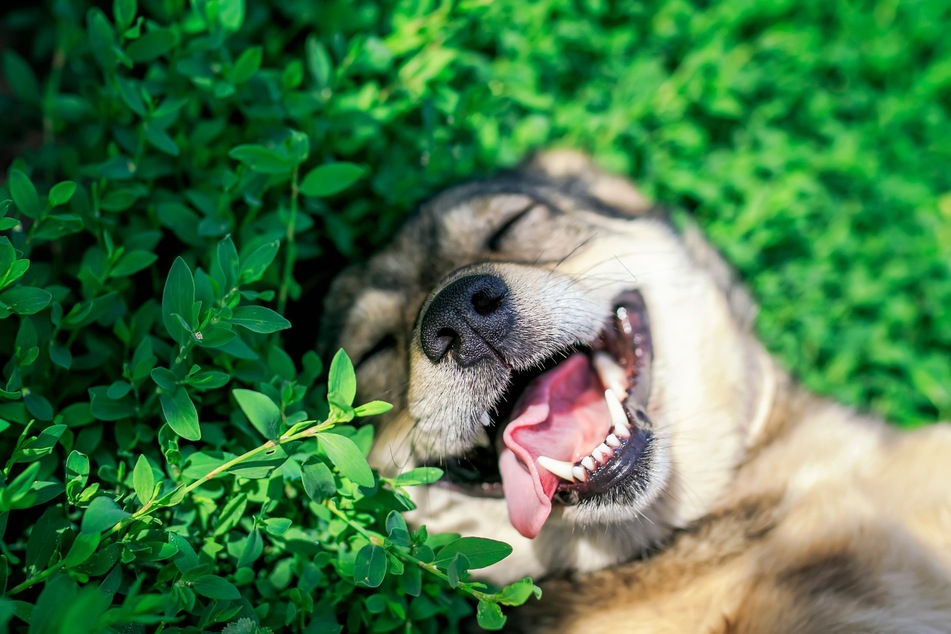 Ausgelastete Hunde sind glückliche Hunde.