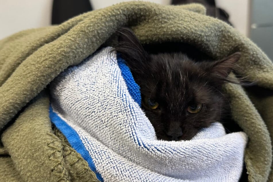 ... und scheint es zu schaffen!