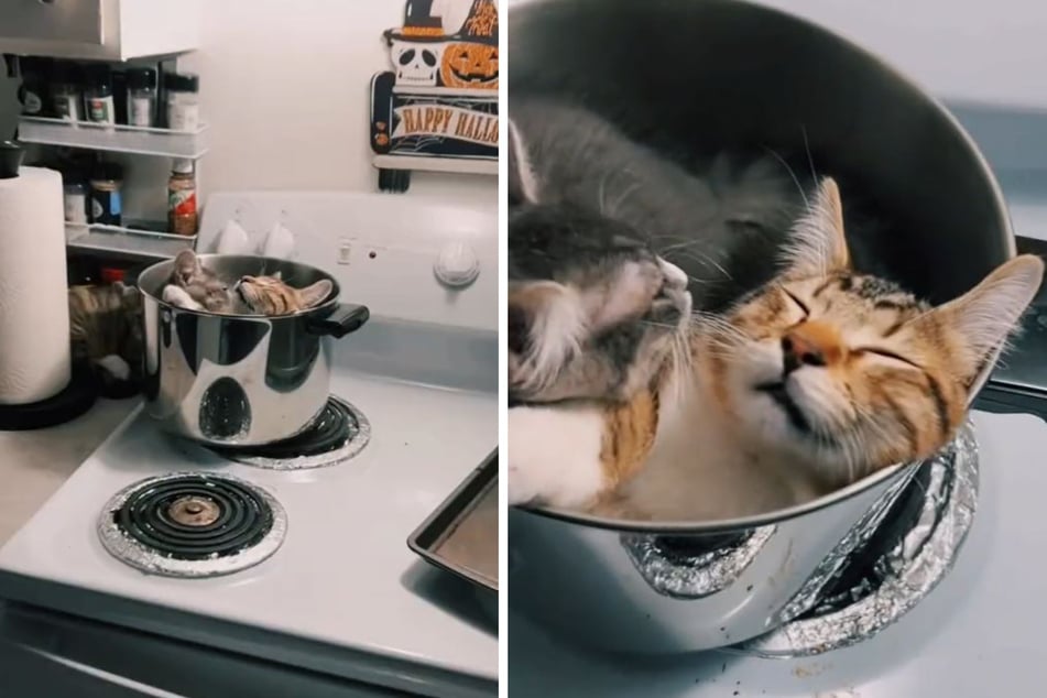Two kittens decided to sleep in the pasta pot on the stove.