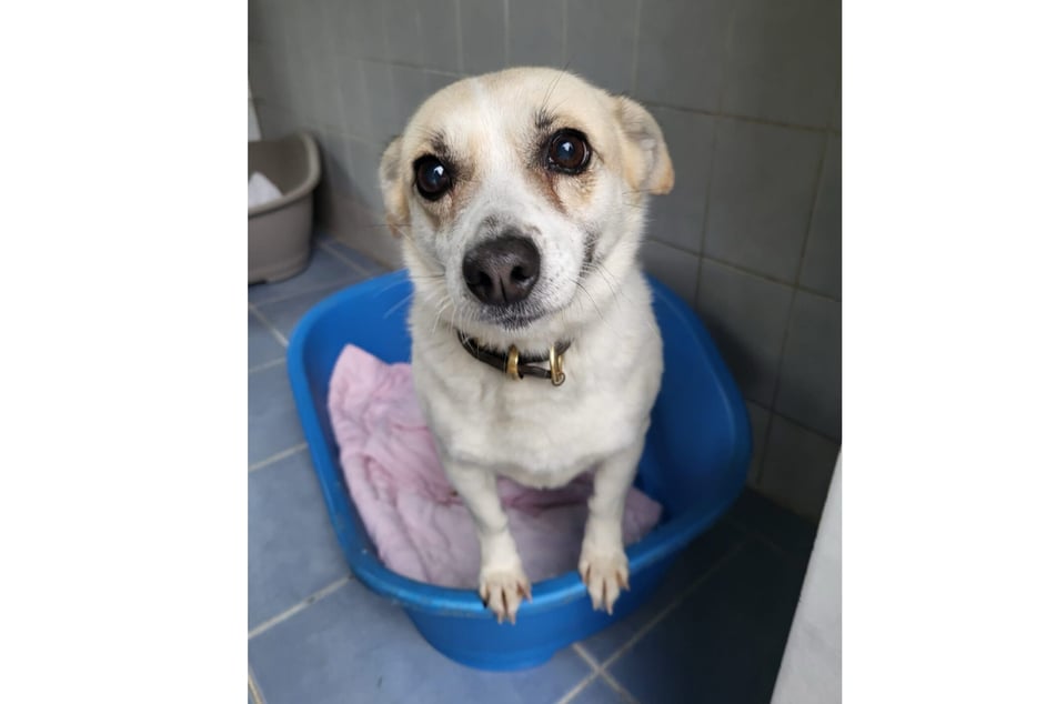 Milka möchte wieder in einem ruhigen Zuhause leben.