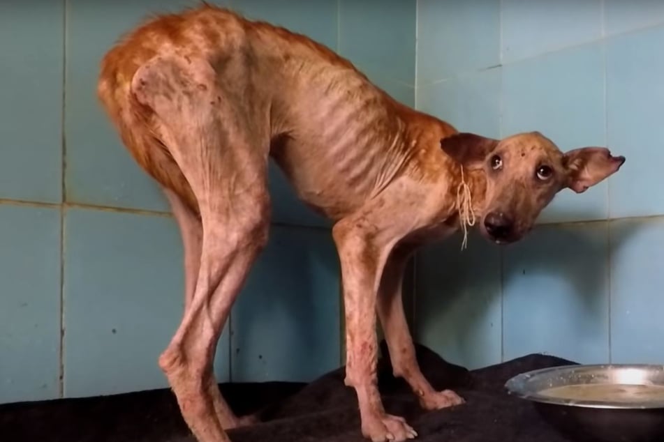 Starving and anxious dog finds new will to live