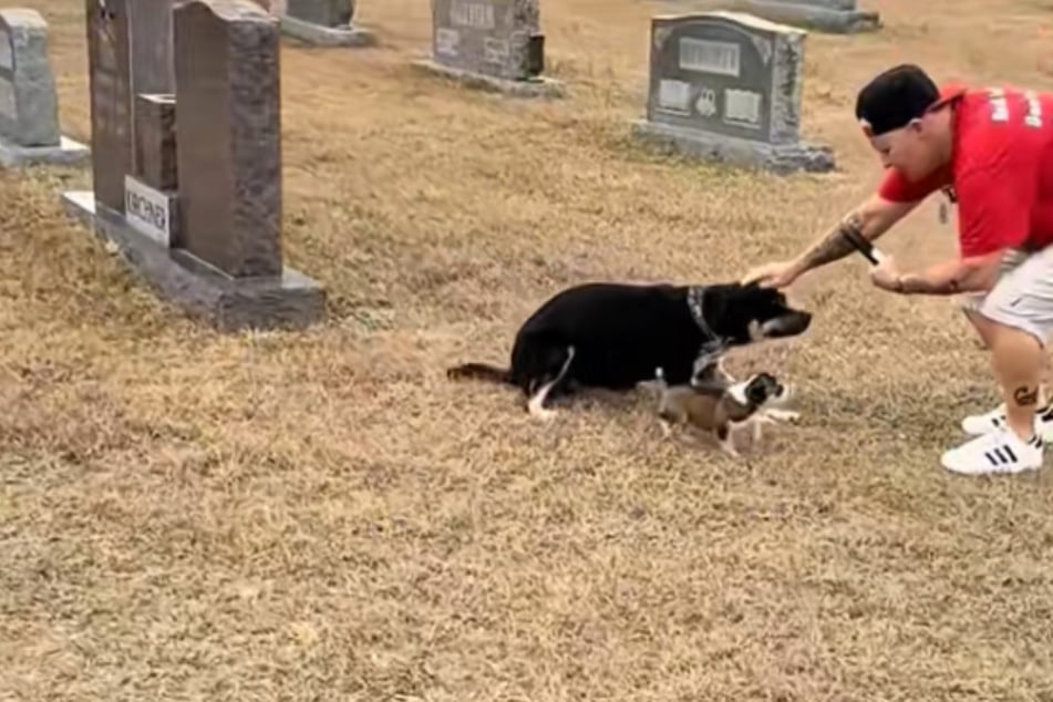 Hundemama bettelt Retter um Hilfe an, als Tierschützer sie und ihre sieben Welpen finden