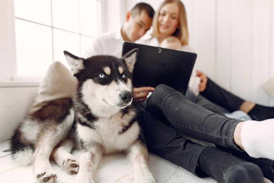 Wie Huskys sind auch Labskys sehr gesellige Hunde.