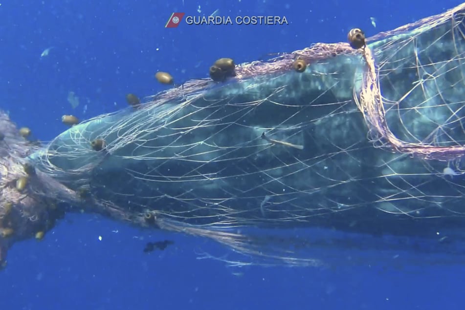 Ein Wal hat sich in einem Fischernetz in der Nähe der Liparischen Inseln im Mittelmeer verheddert.