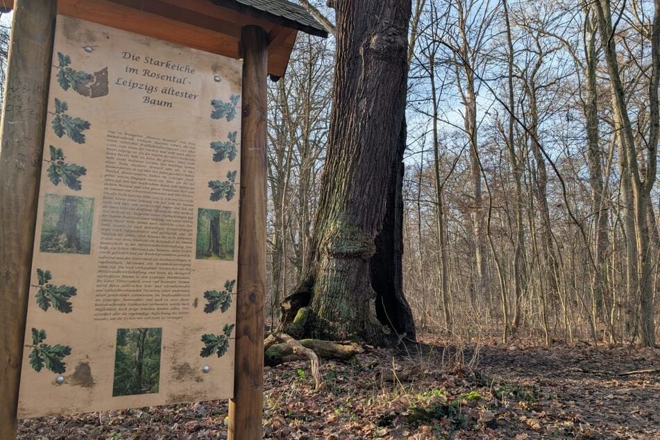 Im Inneren ist die 27 Meter hohe Stieleiche hohl. Sogar Brandstiftungen hat sie überstanden.