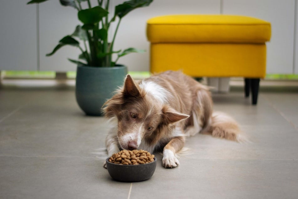Manchmal schafft der Wechsel des Futters oder sogar eine Ernährungsumstellung Abhilfe, wenn der Hund unangenehm riecht.
