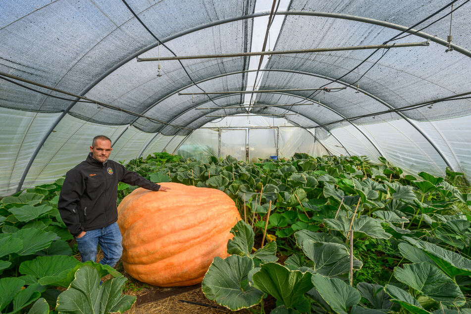 Ob es dem Kürbis-Züchter in diesem Jahr gelingt, die 1000-Kilogramm-Marke zu knacken?