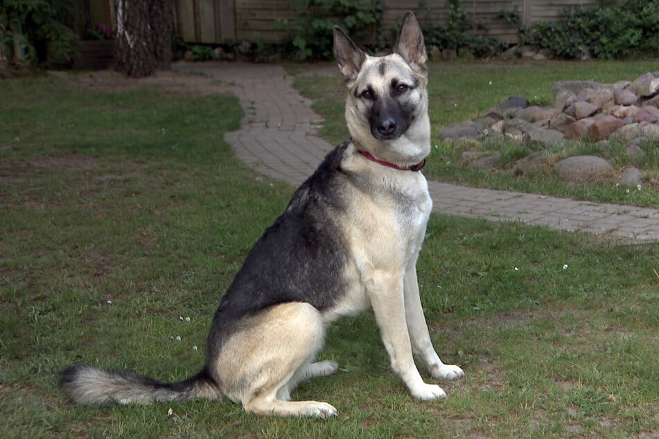 Schäferhundmischlings-Dame Abby sucht ein neues Zuhause.