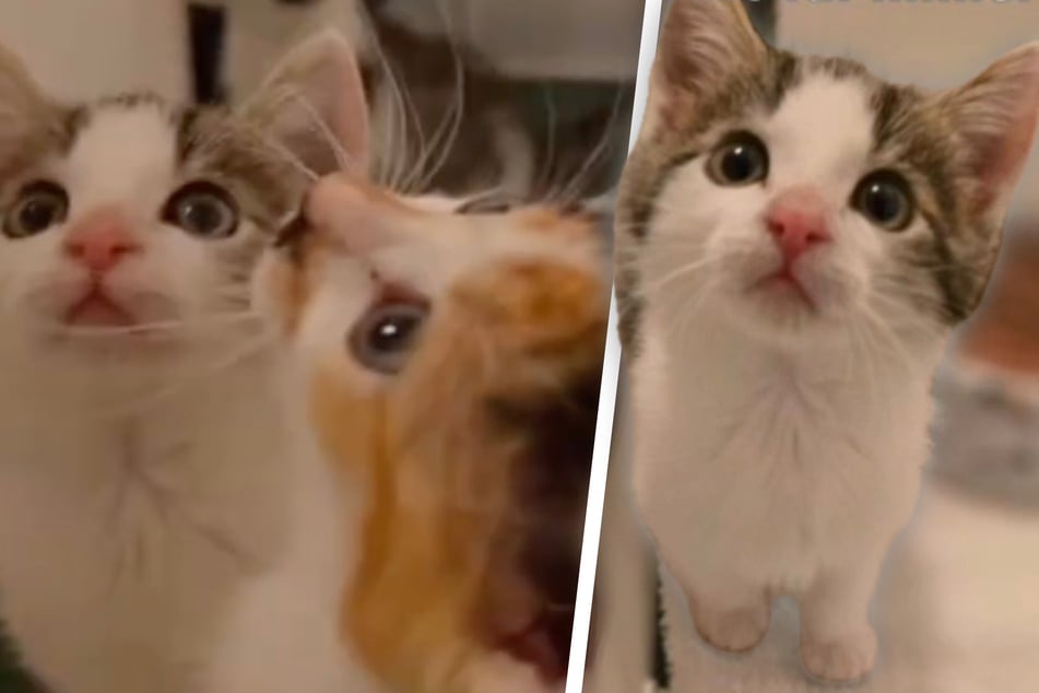 Mit Flasche großgezogen: Drei Kätzchen suchen ein liebevolles Zuhause