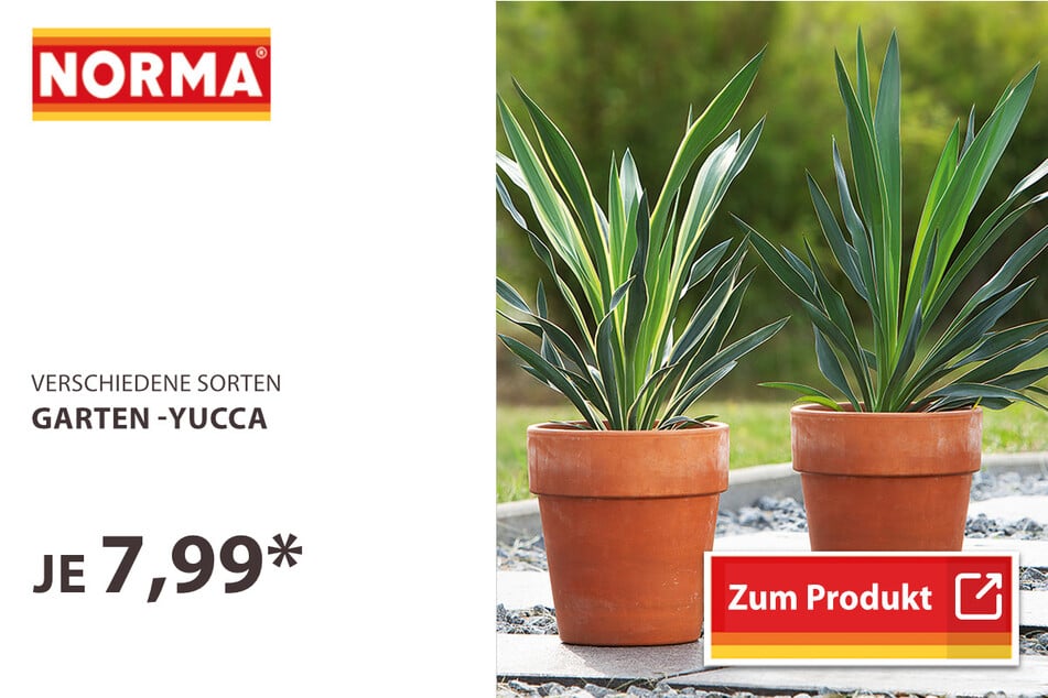 Garten-Yucca