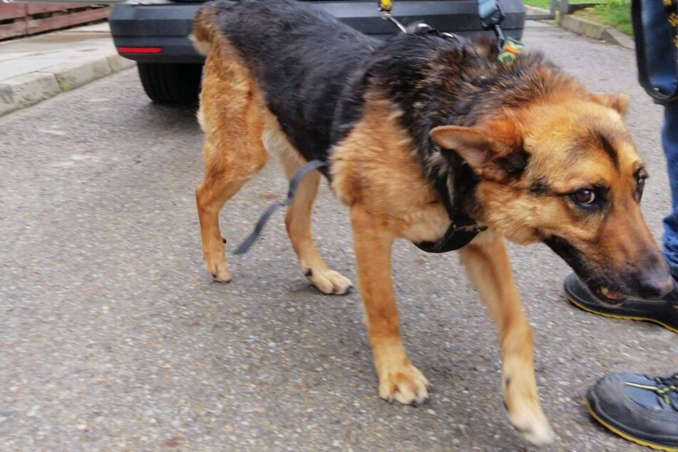 Kimba blickte traurig drein, als er wieder abgeholt wurde.