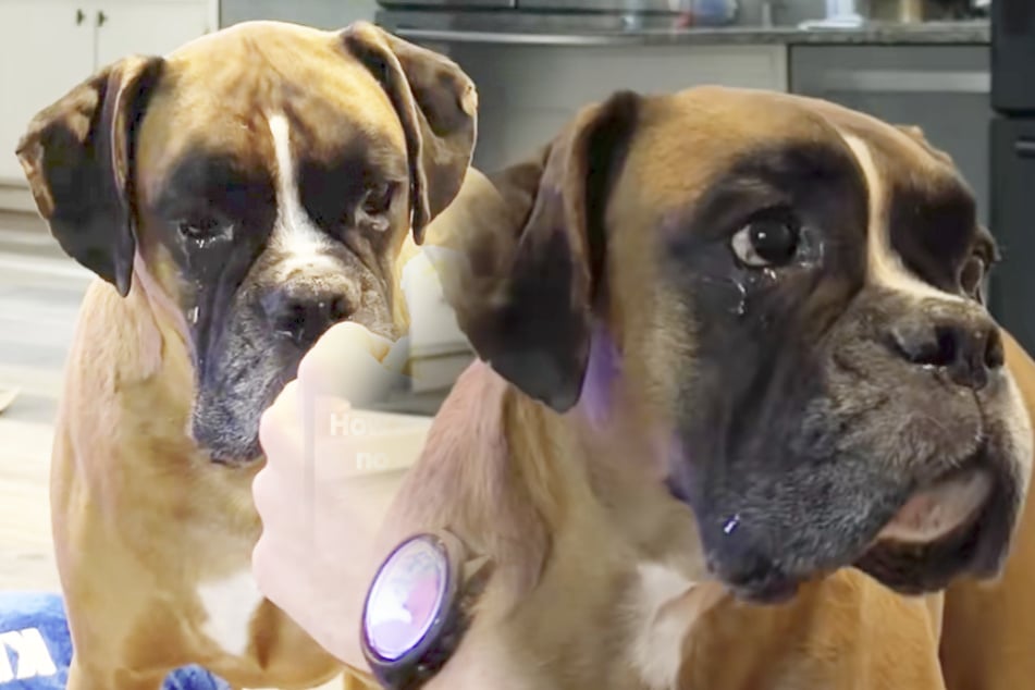 Perro llora lágrimas amargas: La razón no deja a nadie indiferente