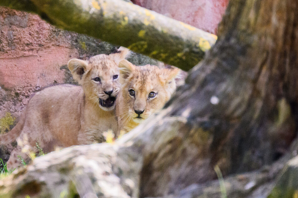Zwei junge Löwen erkunden ihr Gehege im Zoo Hannover.