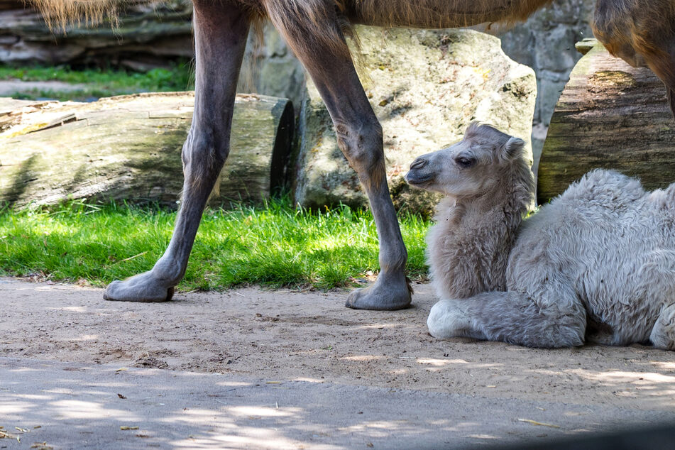 Zuckersüßer Nachwuchs im Zoo Dresden: Trampeltier Inka ist Mama geworden!