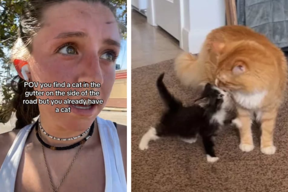 Lauren (21) und ihr Freund fanden eine kleine Katze in großer Not und nahmen sie mit nach Hause zu ihrem eigenen Haustier.