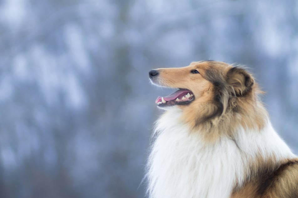 Collies are some of the smartest dogs in the world, and insanely fluffy as well.