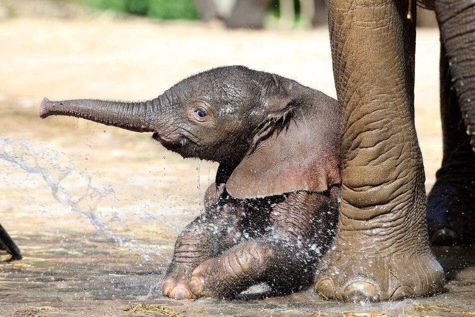 Erst Anfang April 2019 hatte der Zoo Wuppertal Nachwuchs bei den Elefanten erhalten:  "Gus" ist ein Bulle.