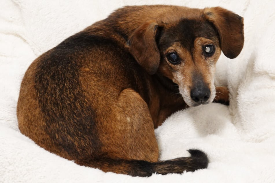 Hundesenior Gusti sucht ein neues Zuhause.