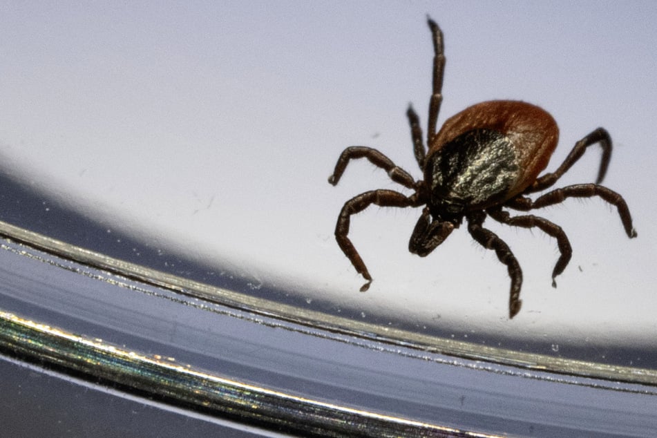 Der Gemeine Holzbock ist die am häufigsten in Deutschland vorkommende Zeckenart.