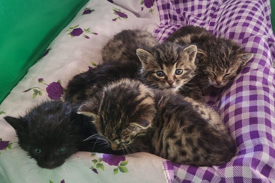 En el refugio de animales, los gatitos ahora son cuidados con mucho cariño.