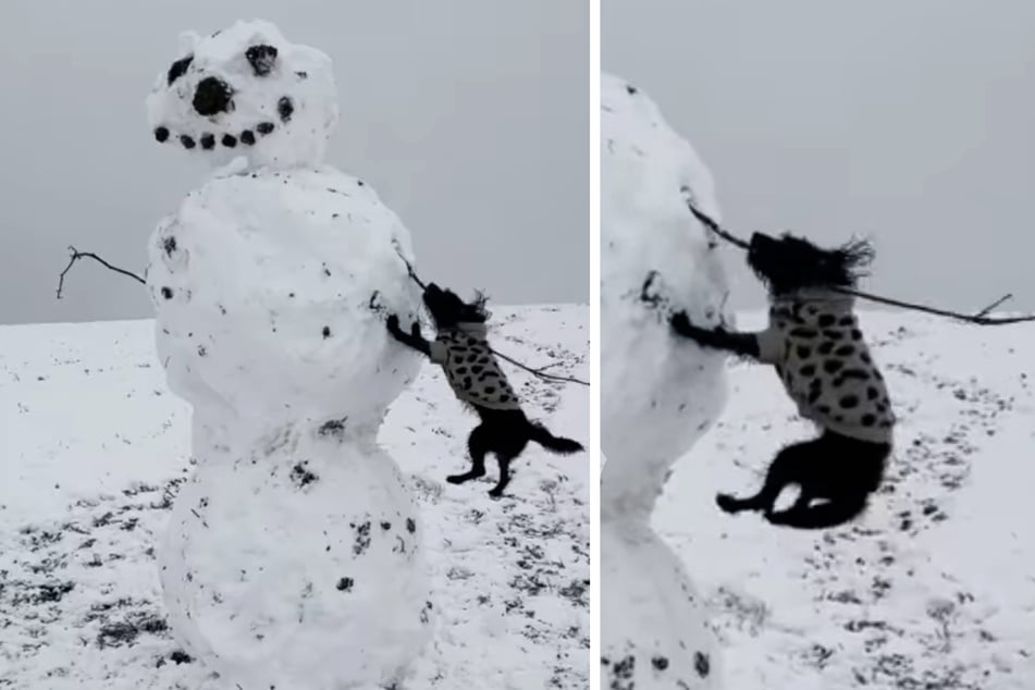 Zu komisch: Diese Hündin gibt alles, um einem Schneemann den Arm zu klauen