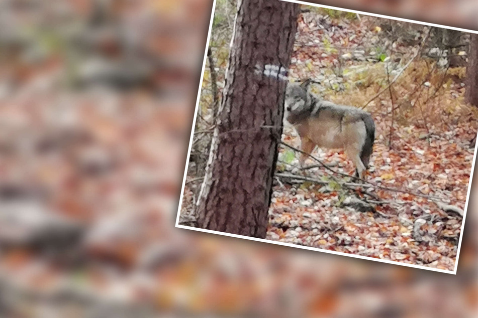 Wölfe: Nach Pony-Rissen in NRW: Ministerium prüft Rechtslage für Wolf-Abschuss