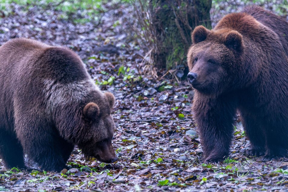 Die Braunbär-Geschwister Freya (l.) und Thor (r.) erkunden nach ihrem Umzug aus der Ukraine ihr neues Zuhause.