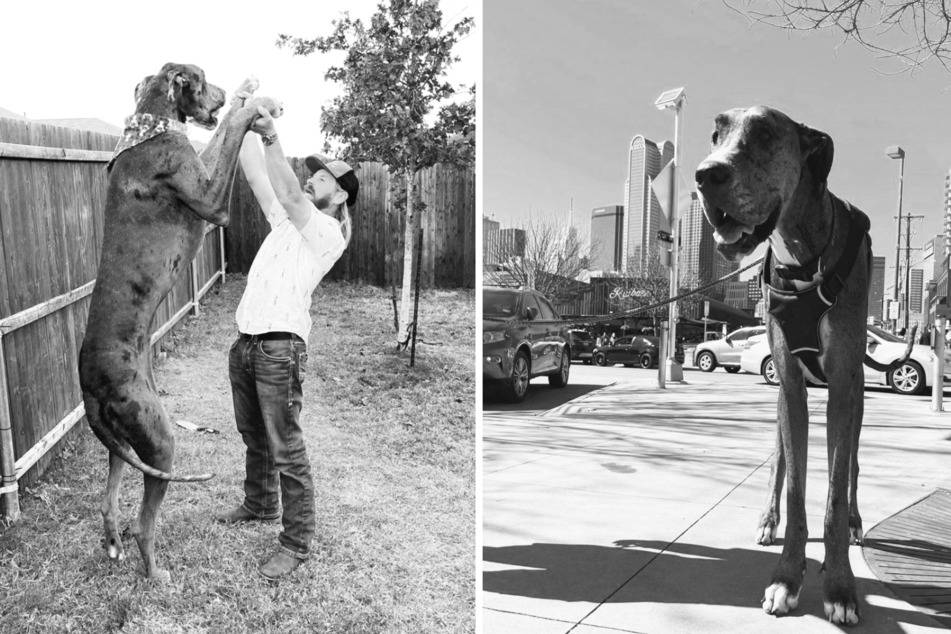 Mit nur drei Jahren: Größter Hund der Welt gestorben