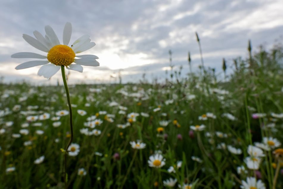 Mit Sonnenschein rein in den Mai, doch dann wird's ungemütlich