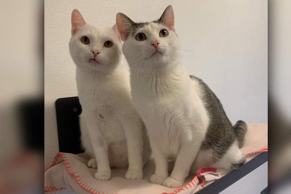 Die Kater Pippa und Zeki wurden im Tierheim vergesellschaftet.