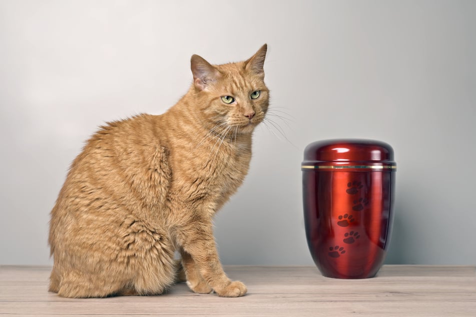 Wer möchte, kann die Urne mit der Asche der verstorbenen Katze mit nach Hause nehmen.