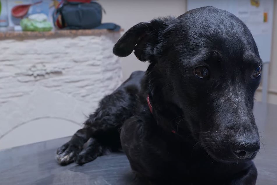 Hunde-Mama wirkt todtraurig, als sie ohne ihre Welpen gefunden wird: Was dann passiert, berührt so viele