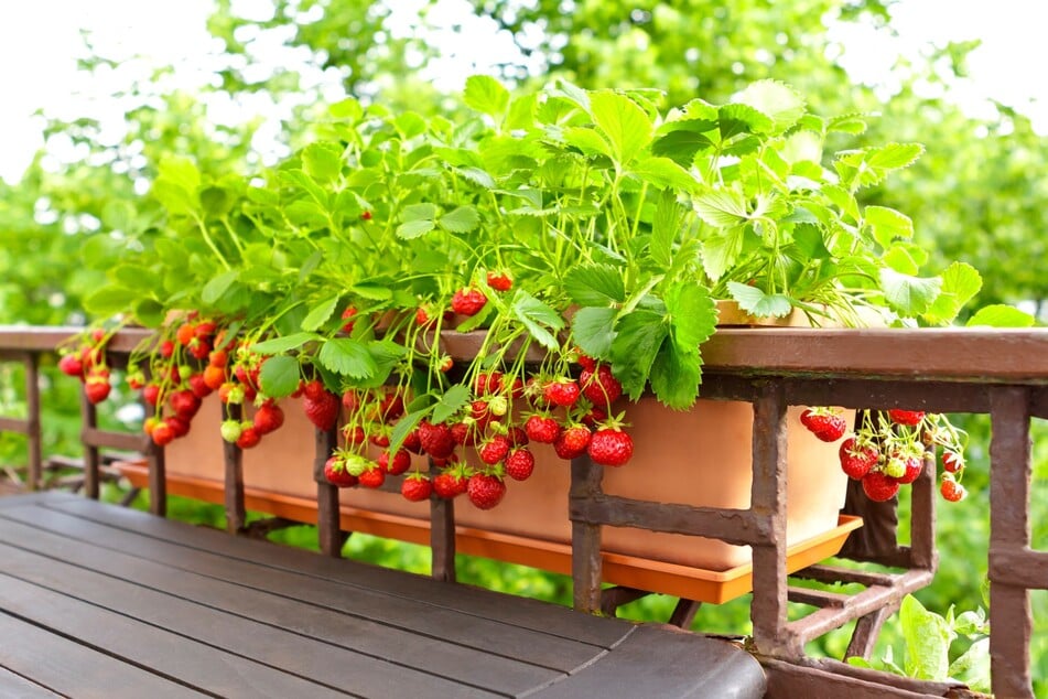 Auch auf dem Balkon lassen sich Erdbeeren pflanzen - im Topf, Hochbeet oder sogar am Spalier.