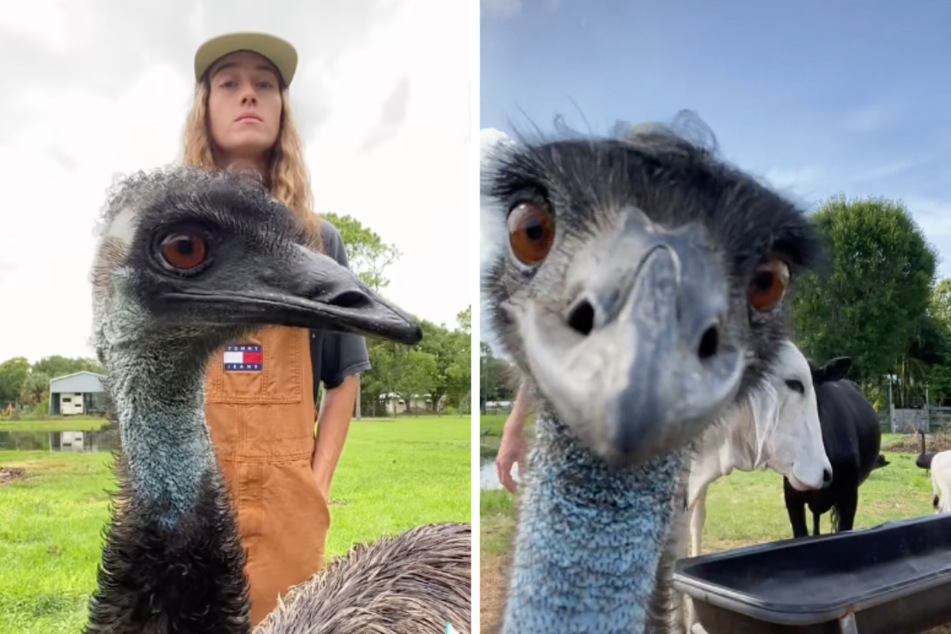 Emu "Emmanuel" ist von seiner Besitzerin Taylor Blake regelrecht besessen.