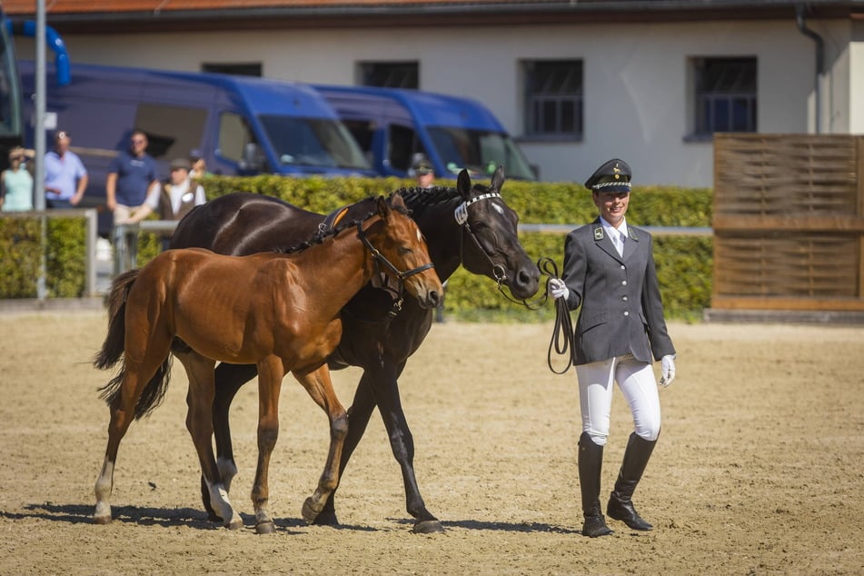 Im Februar präsentiert das Landgestüt Moritzburg seine prachtvollen Zuchthengste.