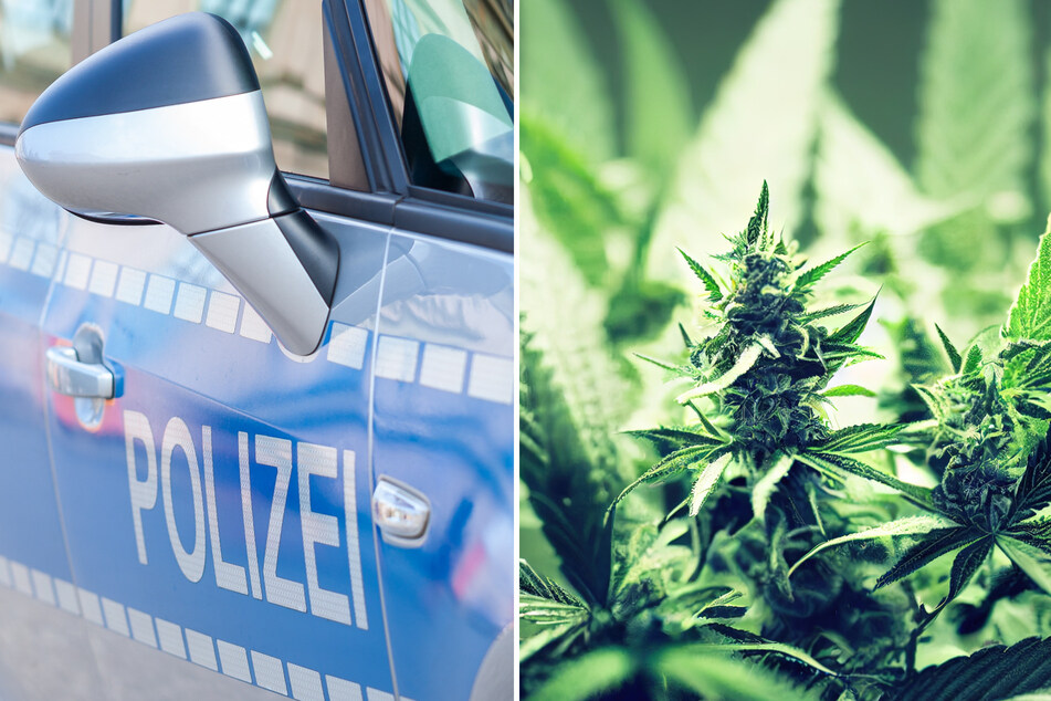 Polizisten stellten unter anderem Cannabis, Technik zur Aufzucht sowie Waffen sicher. (Symbolbild)