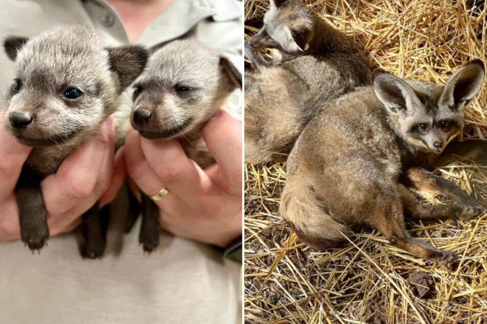 Cincinnati Zoo welcomes two baby bat-eared foxes (l): they make amazing noises! They are named after bats because of their huge ears!