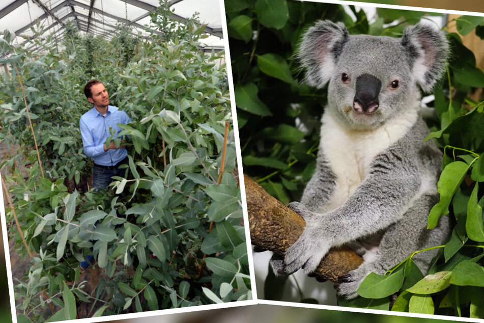 Leipziger Koala steht auf Eukalyptus aus Schkeuditz
