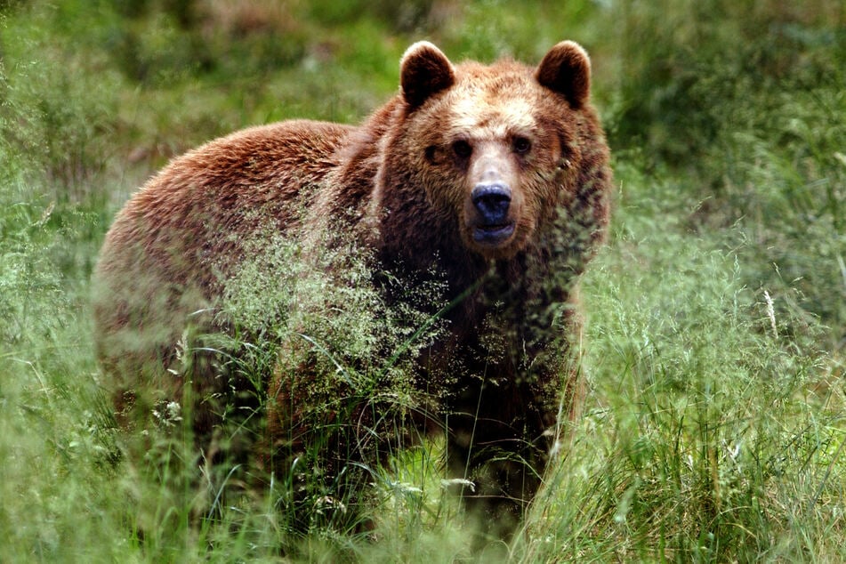 Ein Braunbär in Bayern? Nach Spuren gibt es keine eindeutigen Hinweise auf ein Raubtier. (Symbolbild)