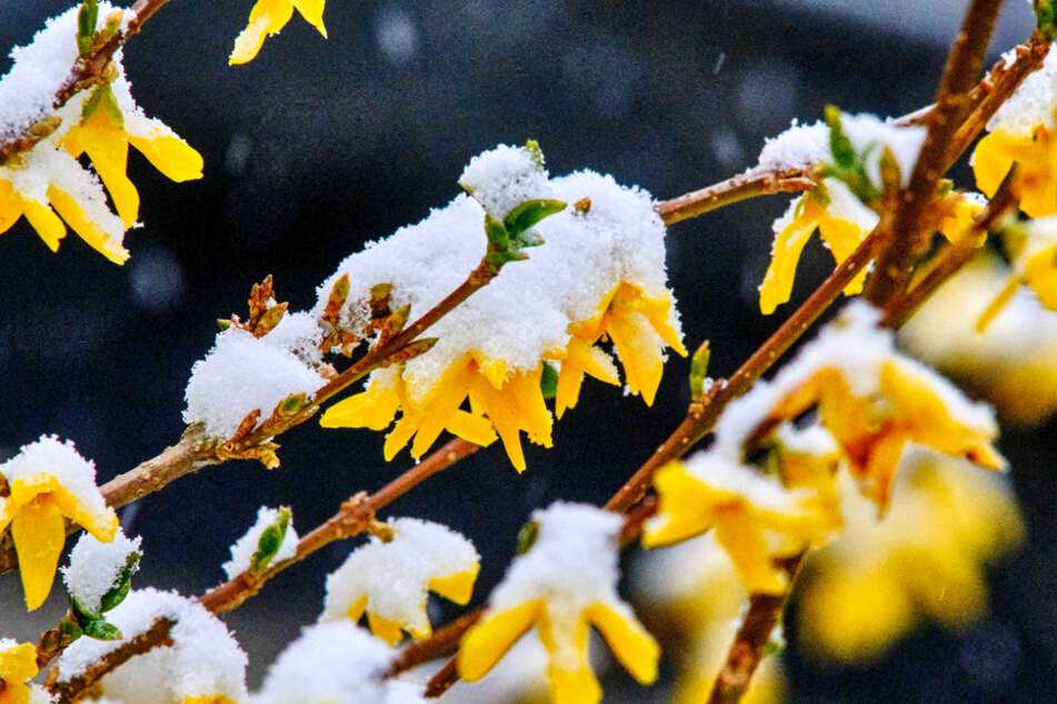 Schnee liegt auf den Blüten einer Forsythie. Viele Pflanzen, die bereits in Blüte stehen, wurden vom Frost überrascht.