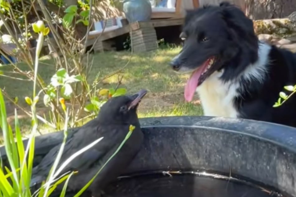 Chien a un ami inhabituel : ce duo d'animaux improbables fait fondre les cœurs