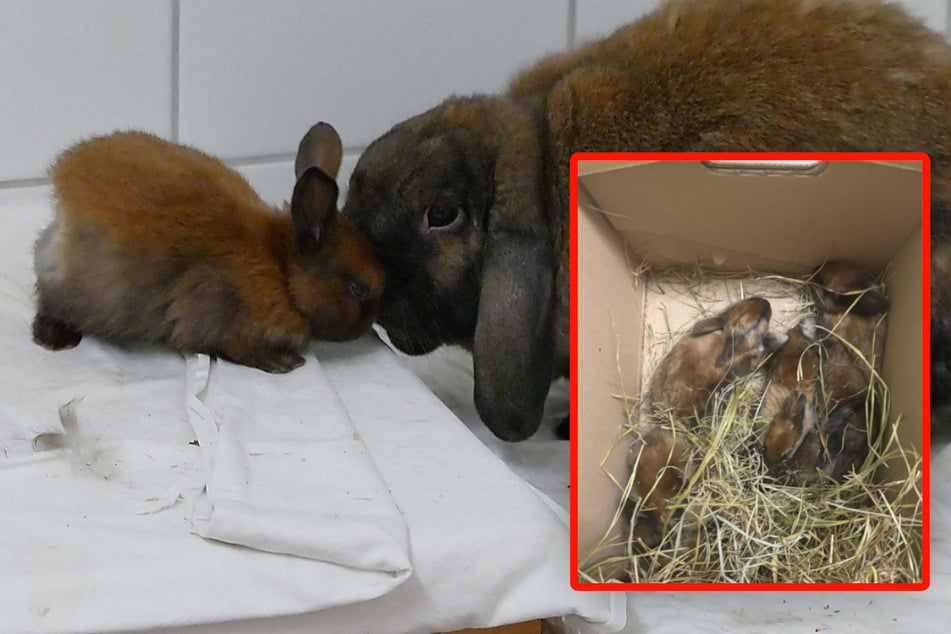 Bei sengender Hitze ausgesetzt: Kaninchenbabys dem sicheren Tod überlassen